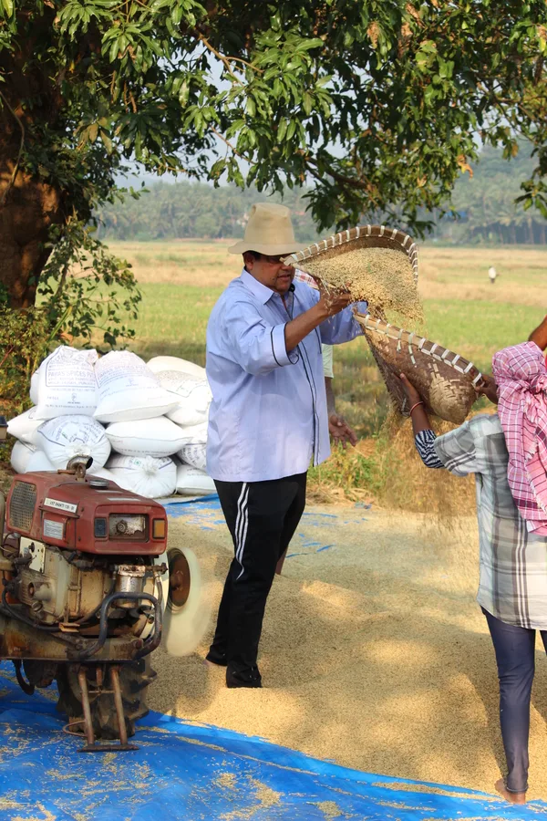 Winnowing paddy harvest alongside farmers in Curtorim
